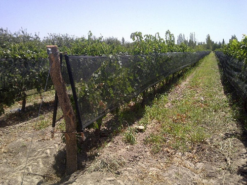 Imagen 9 de 17 de Fincas - Cuadro Benegas