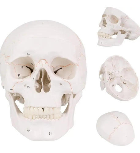 Modelo Crânio Caveira Branco Decorativo Resina Rachadura