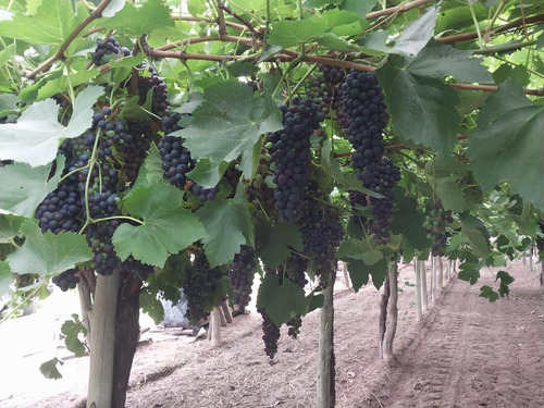 Finca Con Produccion De Vid Con Tela Antigranizo En Alvear Oeste 