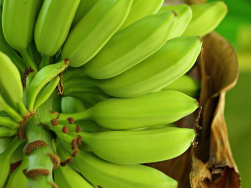 Adubo P/ Engrossar Banana Npk + Humics 25 L Fertilizante