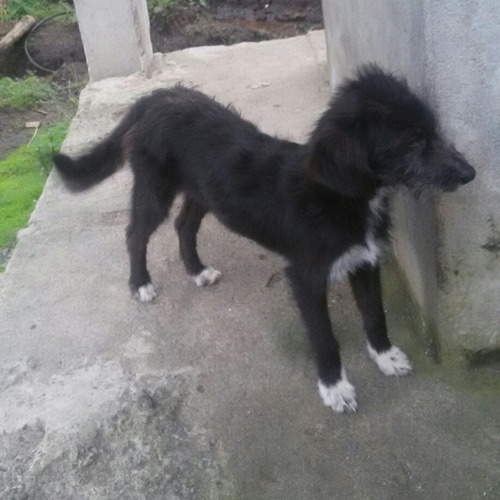 Adopción- Doy En Adopción A Una Perrita