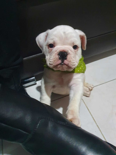 Imagen 3 de 7 de Bulldog Inglés 3 Meses Blanco. Único