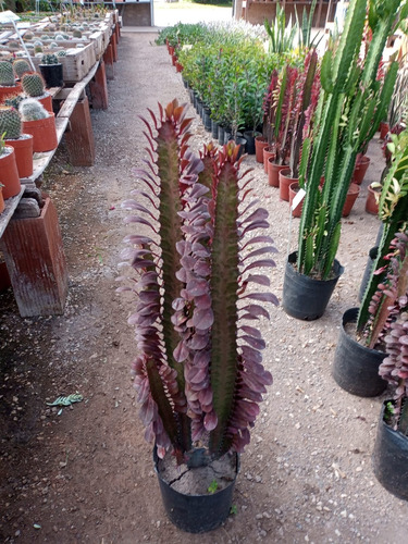 Suculenta Euforbia Africana Verde / Rubra H E R M O S A