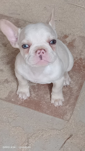 Perro Bulldog Francés 