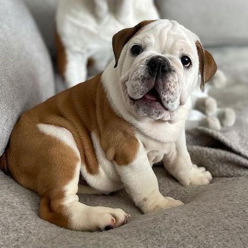 Bulldog Ingles 40 Atigrado