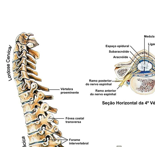 Fisioterapia Foto Poster Coluna Vertebral 65x100cm Medicina