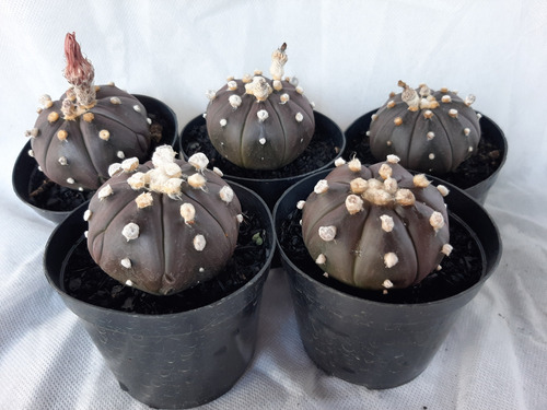 Cacto Astrophytum Asterias Purple Vaso 09