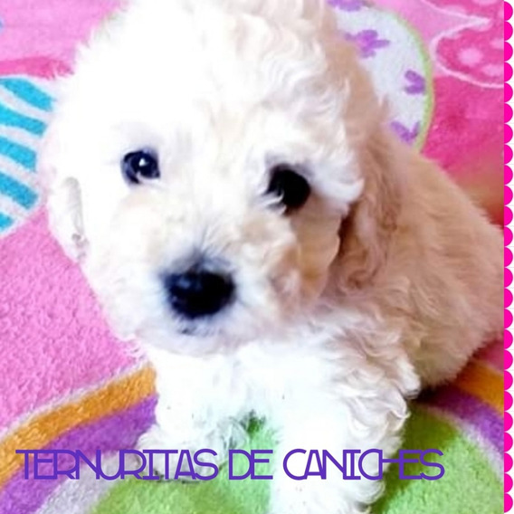 Caniche Toy Blanco Bebe Mercadolibre Com Ar Caniche Toy Blanco Bebe Mercadolibre Com Ar