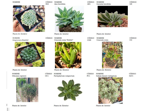 Plantas Suculentas Pequeñas, Un Detalle Vivo.