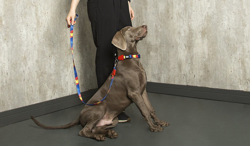 Imagem 4 de 6 de Kit Passeio Coleira + Guia Power Dog Tam M