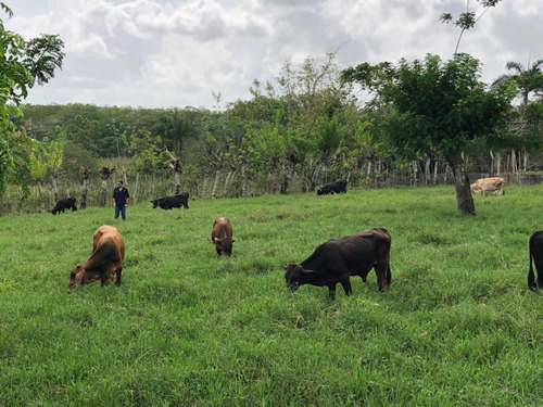 Vendo Esta Finca De 530 Tareas En Santo Domingo Norte