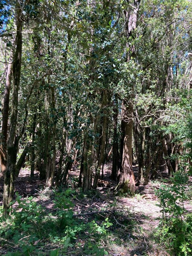 Parcela Extraordinaria Orilla Rio ( 265mts) 1has (1000)