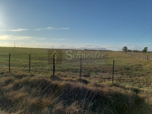 Imagen 4 de 8 de Se Vende Campo De 13 Has Agricola-ganadero En Carmen De Areco