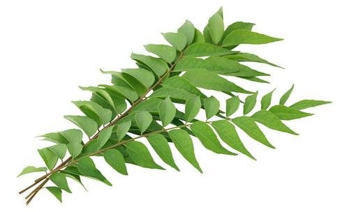 100 Gr. Hoja De Curry / Alta Calidad Para Chefs / Ndb Sazon