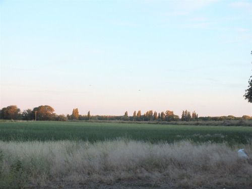 Campo 96ha, Luis Beltrán, Río Negro, Patagonia, Costa De Río.