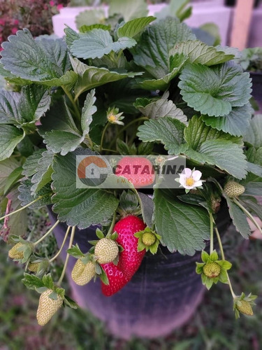 Imagem 17 de 30 de ***chácara Em Condomínio De Alto Padrão***