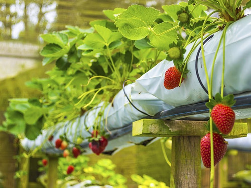 Planta De Frutilla Albión Envio Por Pagar
