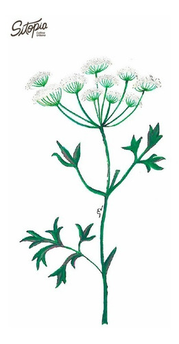 Semillas De Anís Verde Sitopia