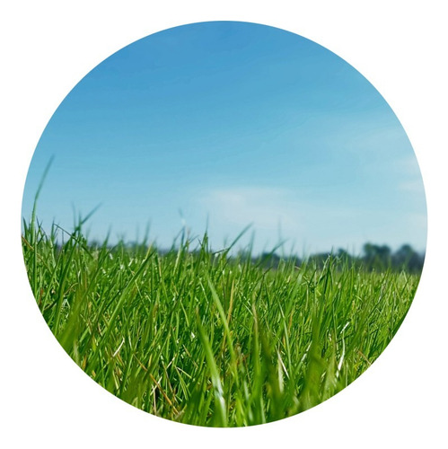 Cesped En Panes - Bermuda Grass Colocado