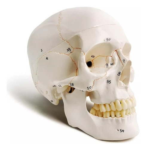 Modelo Cráneo Humano Tamaño Real Anatomía 1:1