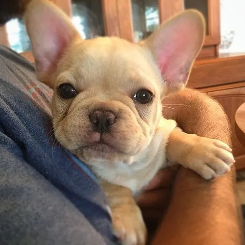 Bulldog Francés Manto Fawn Crema Disponible