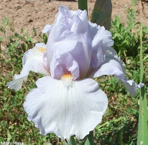 1 Rizoma De Iris Germánica Eternal Bliss