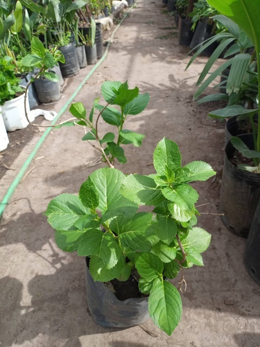 Hortensia, Hydrangea Macrophylla 4lts