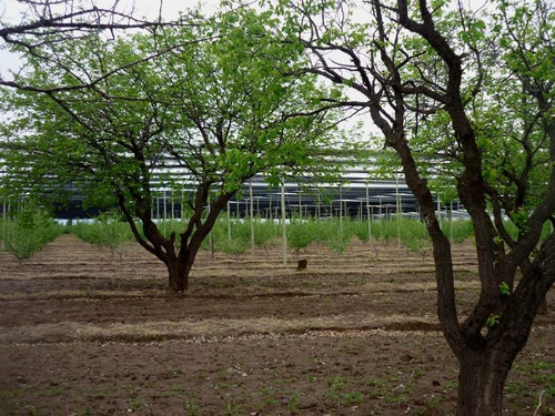 Imagen 17 de 24 de Finca Organica En San Rafael, Mendoza , Ideal Inversor!!
