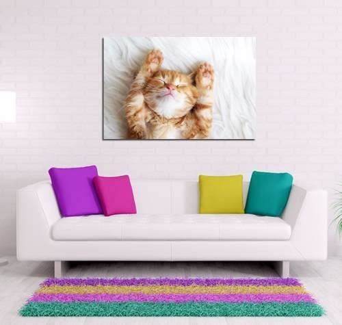 Cuadro 50x75cm Gato Cat Kitten Puppy Michi Tierno Pet