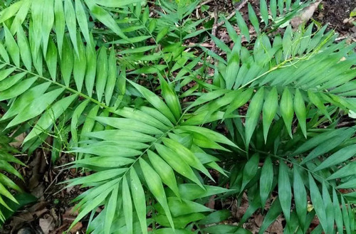 20 Semillas De Palma Chamaedorea Elegans