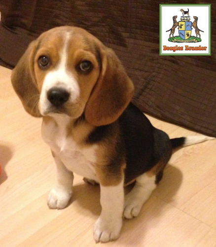 Imagen 2 de 5 de Cachorros Beagle