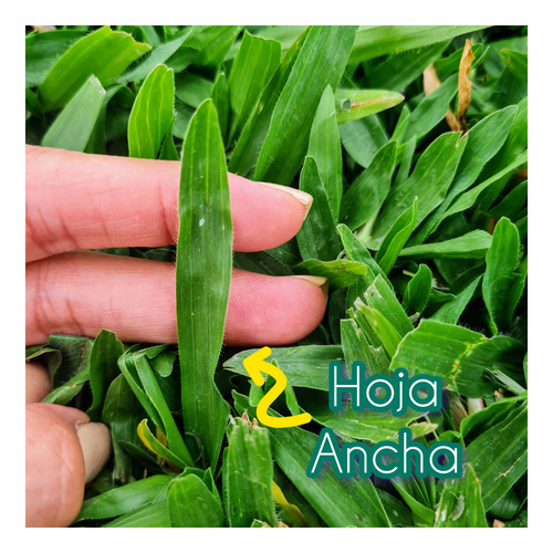 Grama Bahiana Césped Natural Pan Comprando Más De 50m2