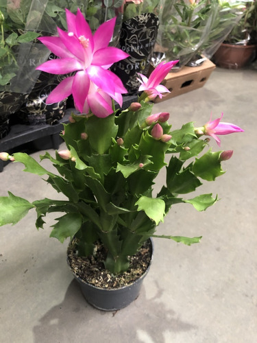 1 Muda Planta Flor De Maio Cacto Rosa Schlumbergera Truncata | MercadoLivre