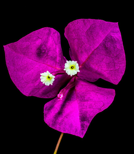 Vinilo Decorativo 40x60cm Flores Violeta Purpura Color M3