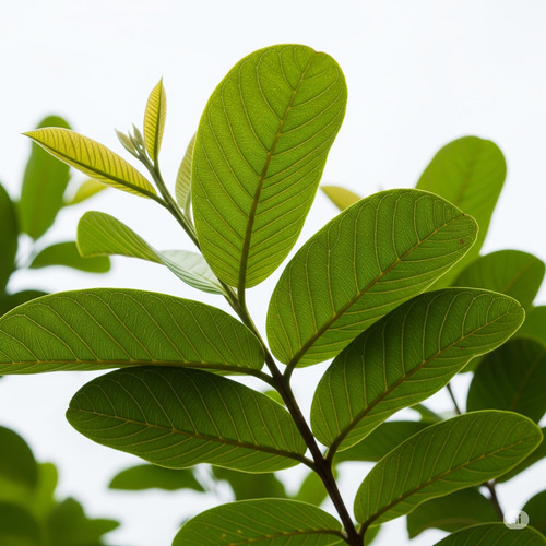 100 Folhas De Goiabeira Goiaba Fresca Chá Medicinal Natural
