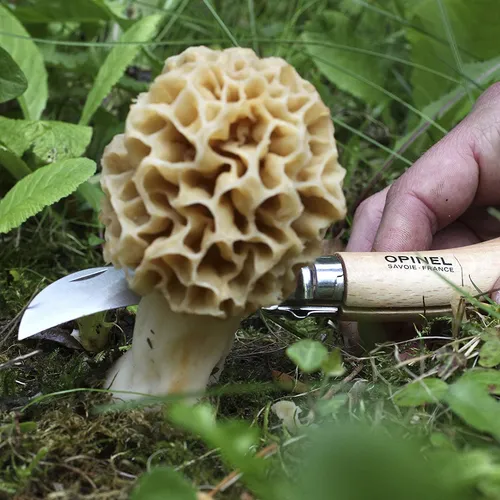 Opinel No.8 - Cuchillo Plegable De Hongos - Cuchillo De Forr