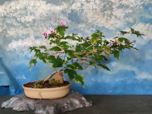 Bonsai Con Flor Rosa De Siria | MercadoLibre Bonsai Con Flor Rosa De Siria | MercadoLibre