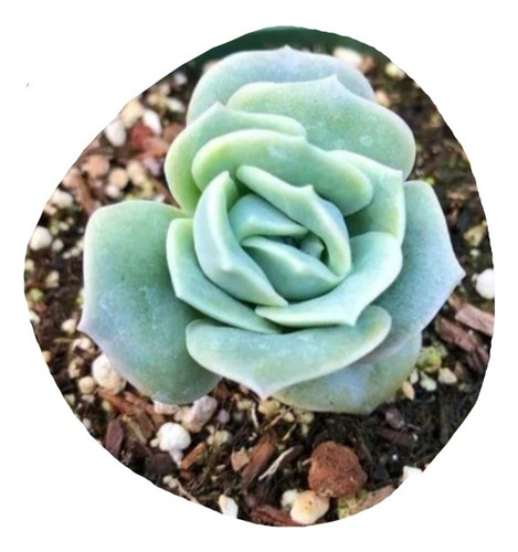 Echeveria Lovely Rose Pote 9