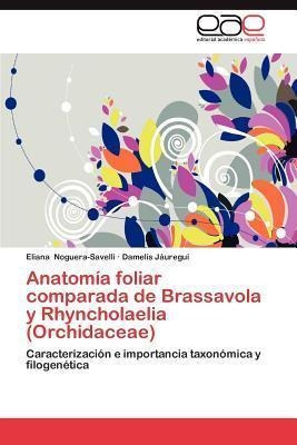 Anatomia Foliar Comparada De Brassavola Y Rhyncholaelia (...