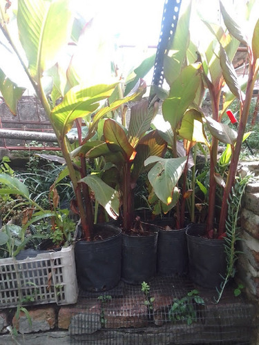 Plantas Achiras Bordó O Verde 4lts 60cm Ver Oferta*