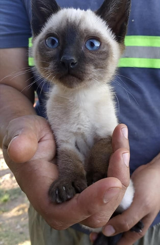 Imagen 4 de 8 de Gatitos Siameses Puros Entrega Ya .