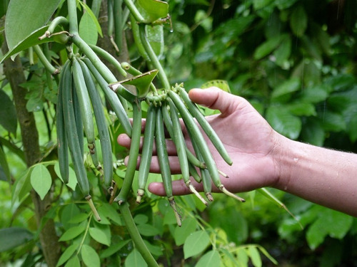 Bio Orquídea Vainilla Real, Planta Rápido Crecimiento.