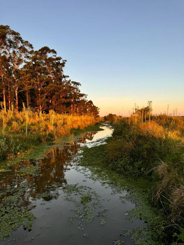 Campo En Saladas, Corrientes 409 Ha. Mixto. Sobre Ruta 118 - Venta