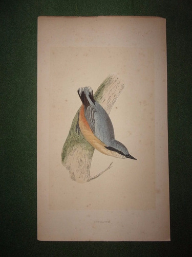 Pájaro  Nuthatch  Grabado De Morris De Londres 1866