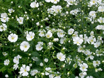 1 Kg De Semillas De Flor De Nube Blanca Para Cultivar