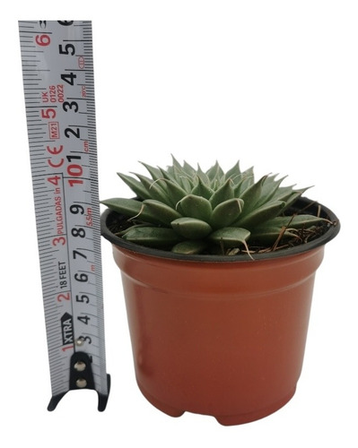 Graptoveria Silver Star Set 3 Pzas