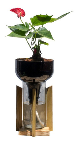 Anturio Little Plant 27 Con Soporte, Maceta Autorregante