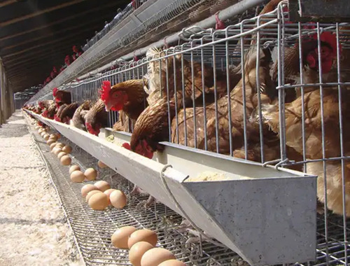Casas Para Gallinas Capacidad 96. Y 144 Aves