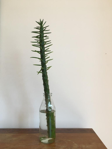Plantas De Agua Para Interior | Cactus De Agua
