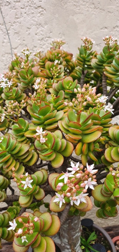 Jade Crassula Ovata Com 25 Anos Bonsai